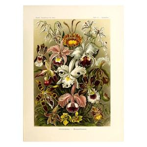 Vintage Orchids Botanical Poster | Orchideae Print | Illustration Art Forms in Nature by Ernst Haeckel,1904 A4/A3 Framed/Unframed