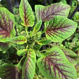 Red Leaf Amaranth Seeds | 150+ seeds | Callaloo Chinese Spinach | Organic Heirloom Leafy Green | ???