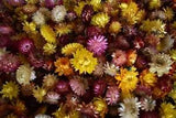 150 dry flower head, wedding flower decoration, strawflower chrysanthemum head