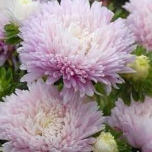 Apple blossom China Aster king Size  SEEDS Callistephus chinensis cut flower bouquet  Dizzy Bees Urban Garden combined shipping