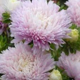 Apple blossom China Aster king Size  SEEDS Callistephus chinensis cut flower bouquet  Dizzy Bees Urban Garden combined shipping
