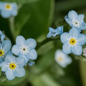 2022 Forget Me Not Flower Seeds - Firmament Cynoglossum Amabile