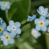 2022 Forget Me Not Flower Seeds - Firmament Cynoglossum Amabile