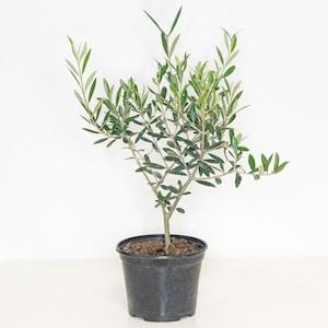 Live Olive tree plant in 6" (15 cm) nursery pot