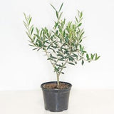 Live Olive tree plant in 6