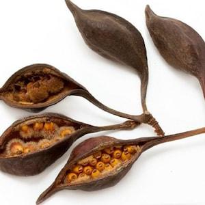 Brachy Pod - Brachychiton Populneus Tree - Seed Pods - Terrarium and Vivarium Decor