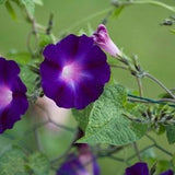 Purple Morning Glory 10 Seeds