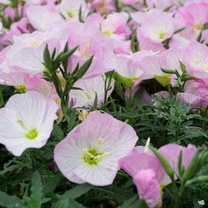 200 Pcs Showy  Evening Primrose Seeds-FL240- Mexican Primrose- Oenothera Speciosa--Beautiful Perennial flower- Pink Evening Primrose