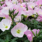 200 Pcs Showy  Evening Primrose Seeds-FL240- Mexican Primrose- Oenothera Speciosa--Beautiful Perennial flower- Pink Evening Primrose