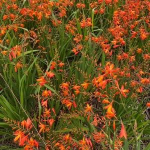 Wild Orchid seeds from the Aloha State