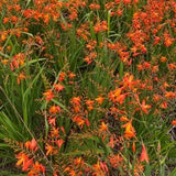 Wild Orchid seeds from the Aloha State