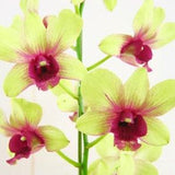 Dendrobium Orchid Yellow "Emerald jade "  live plant 4" pot Bloom size