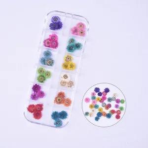 36PCS Real Pressed Dry Daisy flowers collection, 12 colors for craft FCD504 #3