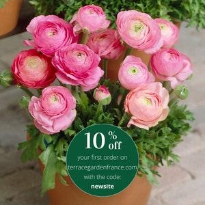 Ranunculus Pink corms (Renoncule asiaticus) | Tomer dwarf variety, compact flowers for pots, windowboxes, perennials, bouquets, easy to grow