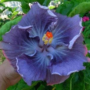 Nr 139 blue Hibiscus Seeds Flower Seeds Hibiscus Seeds Garden Plants Hibiscus Seeds Zaden