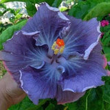 Nr 139 blue Hibiscus Seeds Flower Seeds Hibiscus Seeds Garden Plants Hibiscus Seeds Zaden