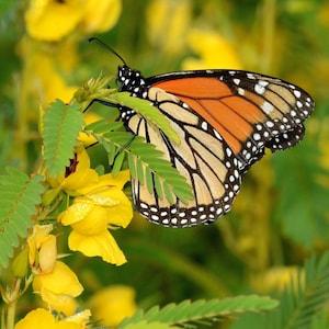 Partridge Pea Packet of 25 seeds with New!
