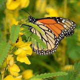 Partridge Pea Packet of 25 seeds with New!
