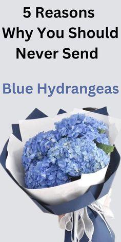 5 Reasons Why You Should Never Send Blue Hydrangeas Flower Delivery