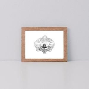 Orchid *Limited Edition Giclee Print*