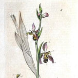 Antique Botanical  Print BEE ORCHID OPHRYS Apifera  Baxter Original  Flower Print 1833
