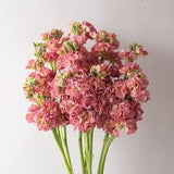 30 StoX Antique Rose Stock Flower Seeds / Matthiola incanas / Cut Flower / Bouquet / English Garden / Wildflowers / Cottage Garden