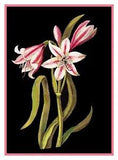 Asphodel Lily Flowers inspired Mary Delany Counted Cross Stitch Pattern