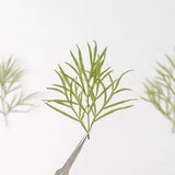 12PCS Real Pressed Dry Leaves, Floral Supply for art craft FSS19