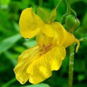 TOUCH ME NOT Jewelweed Impatiens Capensis Popping Yellow Wildflower 5 Seeds