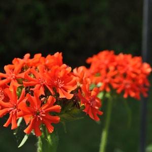 Maltese Cross Seeds (20) - Jerusalem Cross