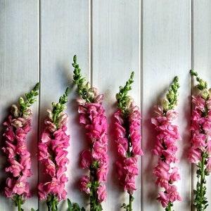 Snapdragon Pink - Antirrhinum majus - Annual Flower Seeds