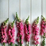 Snapdragon Pink - Antirrhinum majus - Annual Flower Seeds