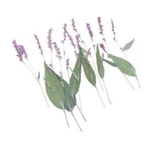 10PCS Real Pressed Dry flower, water pepper flower with stem, leaf for art FCD37