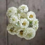 Giant Polar bear white ZINNIA SEEDS huge dahlia heads cut flower bouquet florist from Urban Food forest/garden