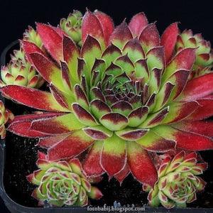 CHICKS AND HENS Sempervivum Evergreen Succulent Mix Chickens 20 Seeds