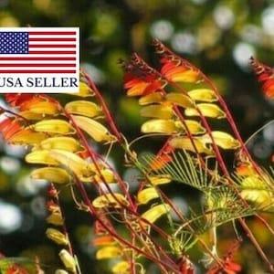 20 Ipomoea Lobata Exotic Love Seeds - Mina Lobata, Spanish flag, ipomoea exotic love, ipomoea flower of passion