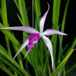 Orchid Cattleya Brassavola Amethyst mounted Plant