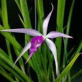 Orchid Cattleya Brassavola Amethyst mounted Plant