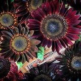 Sunflower Mix (Different Varieties) | 25 Seeds | Annual Flower Seed for Garden Planting | Different Heights 1 - 15 ft