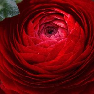 Double Flowers RED RANUNCULUS Compact Short Rare 5 Seeds