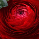Double Flowers RED RANUNCULUS Compact Short Rare 5 Seeds