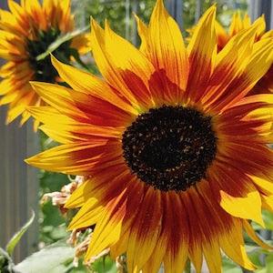 Supreme Sunflower Mix Flower Seeds - A great mix of sunflowers of yellows, bi-colors, reds and brown. Sunflower seeds.
