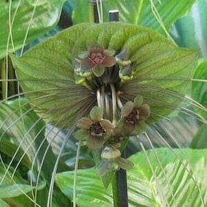 Green Bat Flower - Tacca plantaginea - Rare 'Plant' Seeds - Bat Plant, Devil Flower, Cats Whiskers, Green-Brown,Tacca integrifolia,Bats Wing