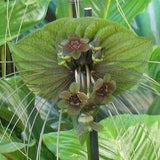 Green Bat Flower - Tacca plantaginea - Rare 'Plant' Seeds - Bat Plant, Devil Flower, Cats Whiskers, Green-Brown,Tacca integrifolia,Bats Wing