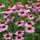 Purple Echinacea seeds Purpurea - Coneflower
