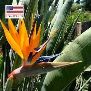 5 Crane Flower, Bird of Paradise, Isigude Seeds - 5 Seeds (Strelitzia reginae)