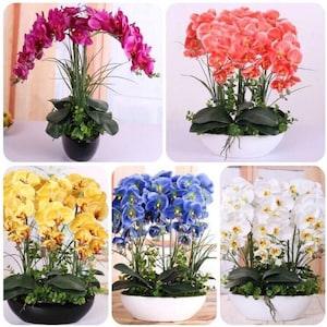 US- 50 Pcs Mixed Colors Phalaenopsis Seeds Bonsai Balcony Flower Orchid Seeds