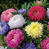 Aster Peony Flower Mix 20 Seeds