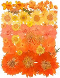14 Types 37Pcs Orange Dried Pressed Flowers for Resin Molds, Real Natural Presse