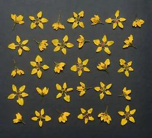 Yellow Pressed Flowers 2 types Organic DIY Floral Arts Resin Materials crafts